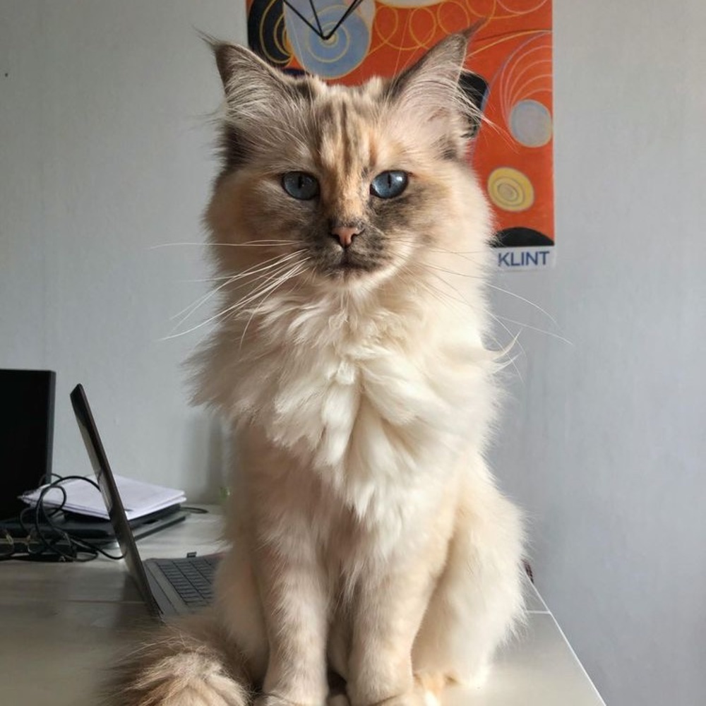 Meet your Posher, Juli